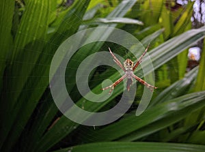 argiope anasuja