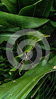 Argiope anasuja, it is known as a signature spider