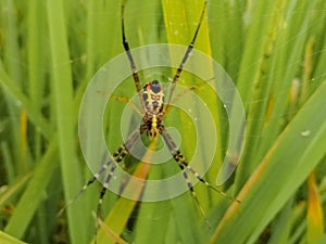 Argiope anasuja is a species of spider in the family Araneidae