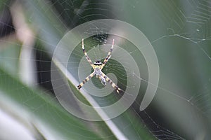 Argiope anasuja- Spider