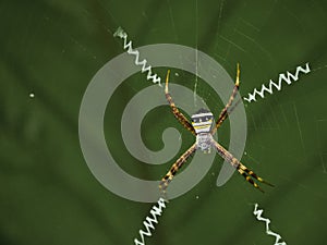 Argiope Anasuja Spider Web on Green