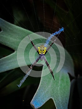 Argiope appensa, also referred to as the Hawaiian garden spider