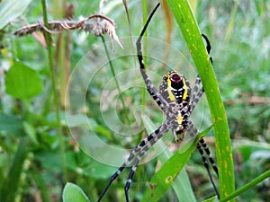 Argiope appensa spider close up photo