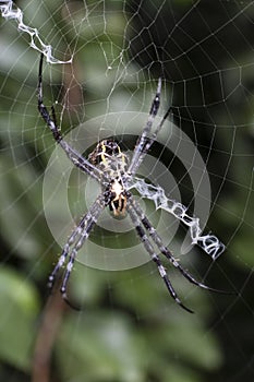 Argiope Appensa spider positioned at the center of its web.