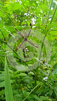 Argiope appensa