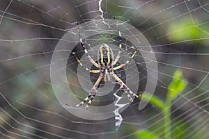 Argiope Audouin spider on Sunset