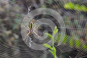 Argiope Audouin spider on Sunset