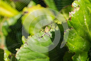 Argiope Audouin spider on Sunset