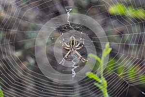 Argiope Audouin spider on Sunset