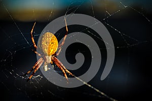 Argiope aurantia