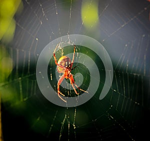 Argiope aurantia