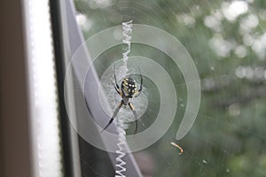 Argiope aurantia spider 1964