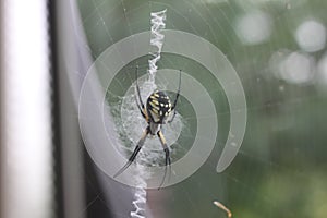 Argiope aurantia spider 1966