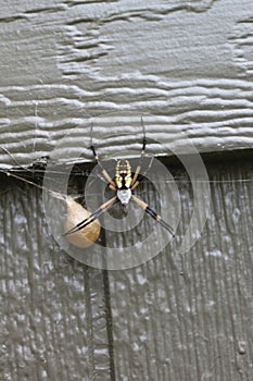 Argiope aurantia spider 1982