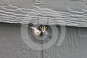 Argiope aurantia spider 1995