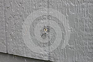 Argiope aurantia spider 2008