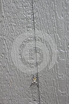 Argiope aurantia spider 2009