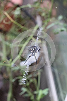 Argiope aurantia spider 2012