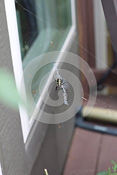 Argiope aurantia spider 2016