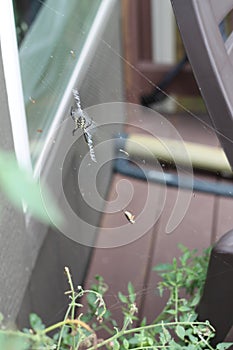 Argiope aurantia spider 2021