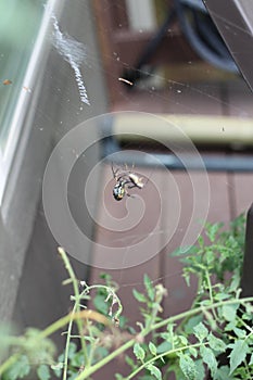 Argiope aurantia spider 2028