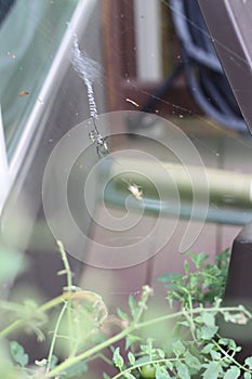 Argiope aurantia spider and cricket 2027