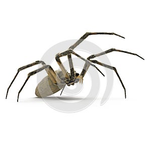 Argiope Aurantia Spider Isolated on White Background 3D Illustration