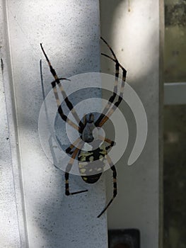 Argiope Aurantia Spider. The Writing Spider