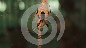 A Argiope aurantia spider or zipper spider