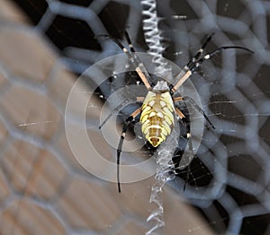 Argiope aurantia on wire screen