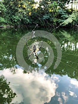 Argiope Aurantia or Yellow Garden Spider and Web