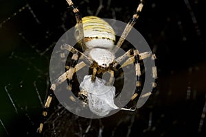 Argiope bruennichi