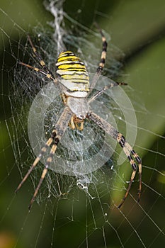 Argiope Bruennichi, dangerous spider on the web, close up