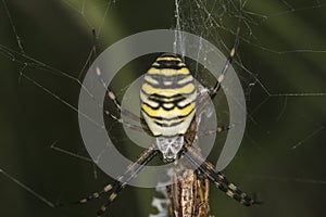 Argiope Bruennichi, dangerous spider on the web, close up