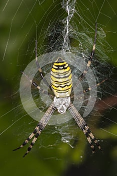 Argiope Bruennichi, dangerous spider on the web, close up