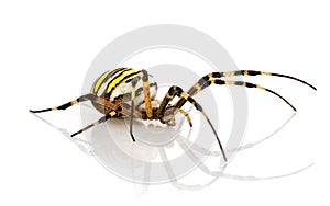 Argiope bruennichi in studio