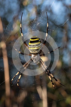 Argiope bruennichi spider