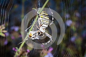 Argiope bruennichi spider