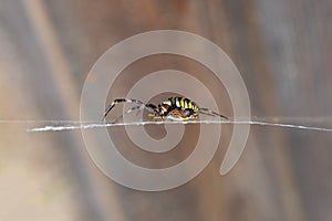 Argiope bruennichi - wasp spider