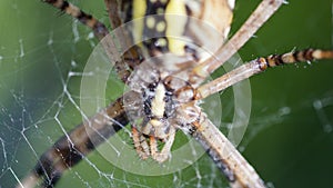 Argiope Bruennichi, or the wasp-spider, close-up in web waiting for food.