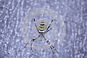 Argiope bruennichi wasp spider female in web, close up macro detail, soft blurry background
