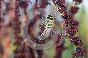 Argiope bruennichi wasp spider on web