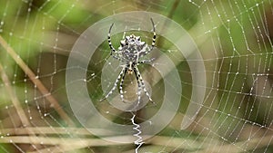 Argiope lobata spider on her spider web on a rainy day