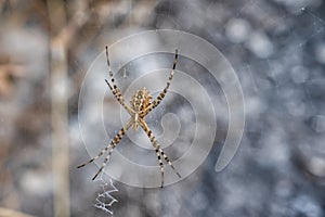 Argiope lobata spider sitting in a web
