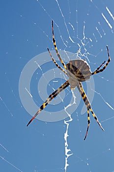 Argiope lobata spider and web in dorsal view