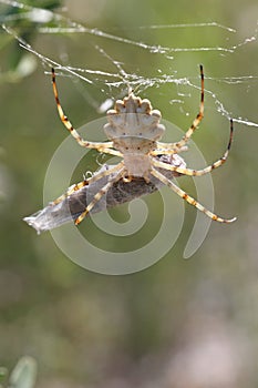 Argiope lobata waspspider with grasshopper as prey