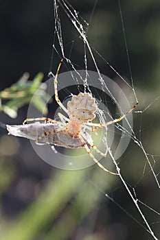 Argiope lobata waspspider with grasshopper as prey