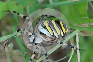 Argiope Spider 2