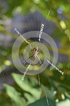 Argiope Spider