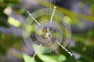 Argiope Spider